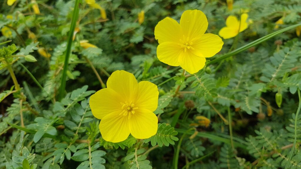 गोक्षुर, त्रिबुलस टेर्रेस्ट्रिस, प्रसिद्ध आयुर्वेदिक, जड़ी बूटी, स्वास्थ्य लाभ, भारत सहित भूमध्यसागरीय क्षेत्र, दक्षिण एशिया, Gokshura, Tribulus Terrestris, Famous Ayurvedic, Herb, Health Benefits, Mediterranean Region including India, South Asia,