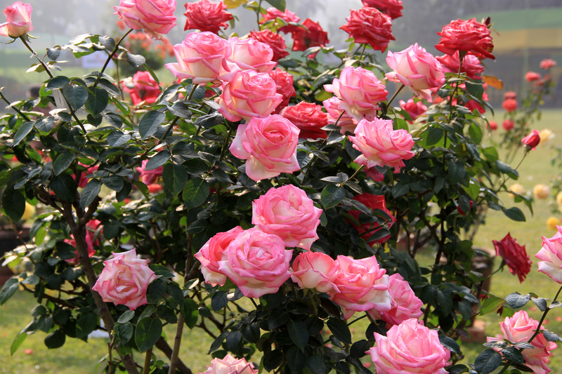 गर्म हवा, सूख रहे गुलाब के पौधे, गर्मी में मिट्टी जल्दी सूख जाती, Hot air, rose plants drying up, soil drying up quickly in summer,