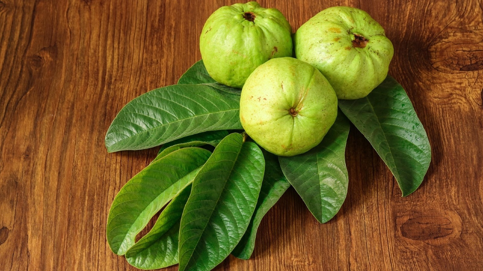अमरूद के पत्ते, स्वास्थ्य का खजाना, अमरूद, पत्तों के फायदे, सेहत, Guava leaves, treasure of health, guava, benefits of leaves, health,