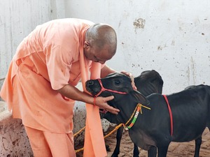 गोरखपुर मंदिर, गौशाला, पुंगनूर नस्ल की गाय, सीएम योगी, लाड़-प्यार, गौ सेवा, प्रसिद्ध गोरक्षपीठ, प्रसिद्ध गोरक्षपीठ, मुख्यमंत्री योगी आदित्यनाथ, Gorakhpur temple, cowshed, Punganur breed cow, CM Yogi, pampering, cow service, famous Gorakshapeeth, famous Gorakshapeeth, Chief Minister Yogi Adityanath,